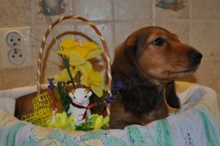 Jamnik d�ugow�osy